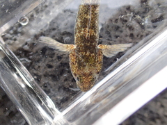 Bathygobius coalitus