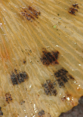 Bartheletia paradoxa
