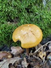 Hymenopellis sinapicolor