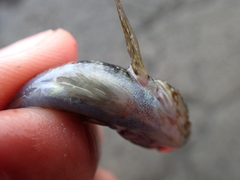 Bathygobius coalitus