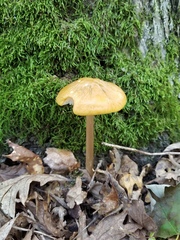 Hymenopellis sinapicolor
