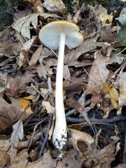 Hymenopellis sinapicolor