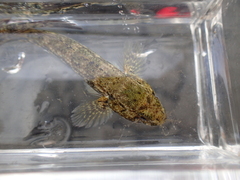 Bathygobius coalitus