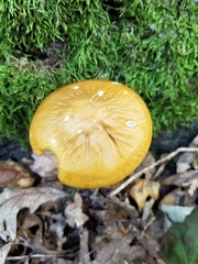 Hymenopellis sinapicolor