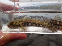 Bathygobius coalitus