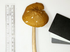 Hymenopellis sinapicolor