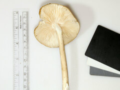 Hymenopellis sinapicolor