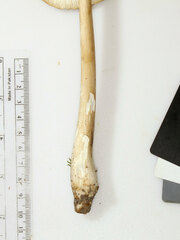 Hymenopellis sinapicolor