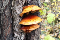 Pholiota aurivella