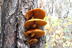 Pholiota aurivella