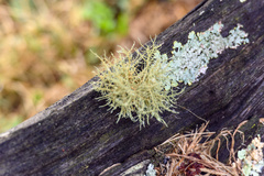 Usnea hirta