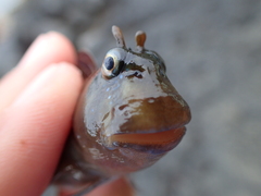Istiblennius zebra