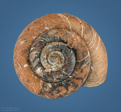 Excellaoma melbournensis