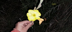 Oenothera stricta