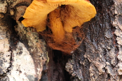 Pholiota aurivella