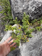 Veronica glaucophylla