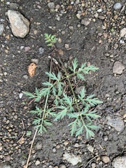 Cymopterus lemmonii