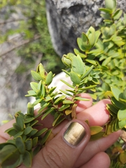 Veronica glaucophylla