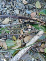 Nyctemera adversata