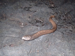 Gymnothorax pictus