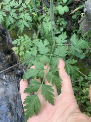 Ligusticum porteri