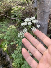 Ligusticum porteri