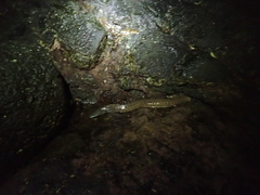 Gymnothorax pictus