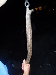 Gymnothorax pictus