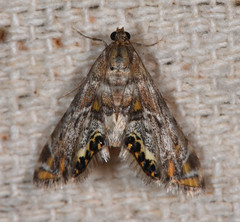 Petrophila confusalis