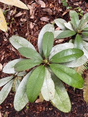 Rhododendron macrophyllum