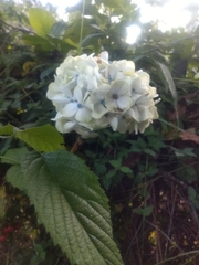 Hydrangea macrophylla