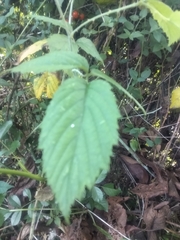 Hydrangea macrophylla