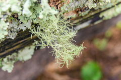 Usnea hirta