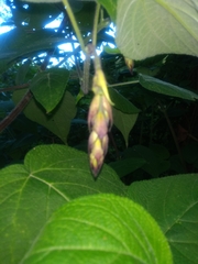 Salvia gesneriiflora