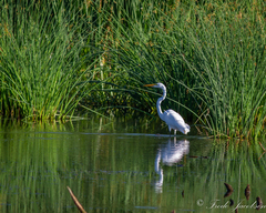Ardea alba egretta