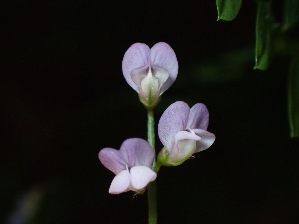 Two-seeded vetch