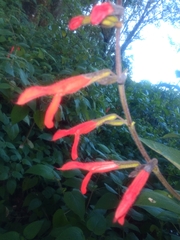 Salvia gesneriiflora