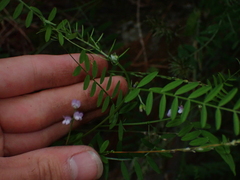 Vicia disperma