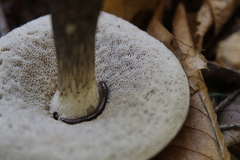 Leccinellum albellum