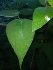 Salvia gesneriiflora