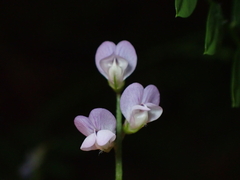 Vicia disperma