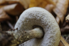 Leccinellum albellum