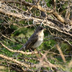 Margarops fuscatus bonairensis