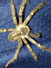 Polybetes pythagoricus