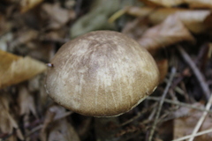 Leccinellum albellum