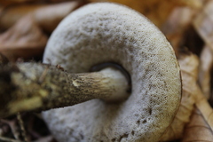 Leccinellum albellum