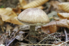 Leccinellum albellum