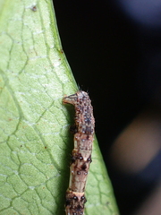 Sarisa muriferata
