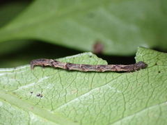Sarisa muriferata