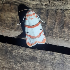 Cyana perornata
